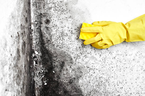 Best Mold Documentation for Insurance Claims  in Santa Fe, NM